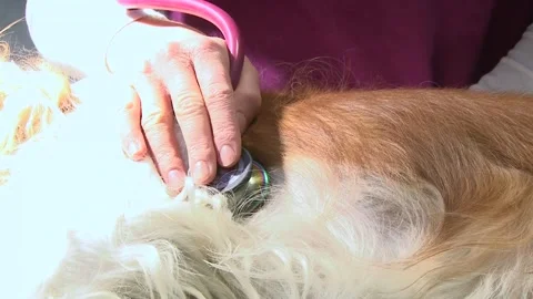 Veterinarian Checking Anesthetized Dog Before Surgery Stock-Footage 343876951