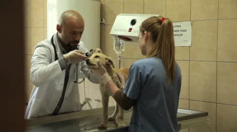 Veterinarian Checking Up On A Dog Stock Footage 65588464