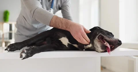 Veterinarian checking dog with stethoscope during exam on table in bright clinic Stock Footage 333363291