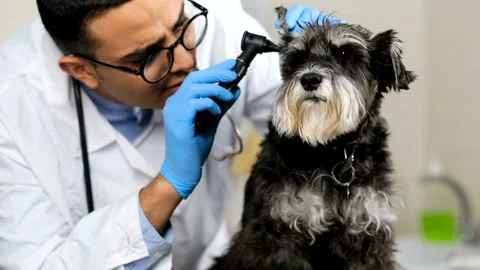 Veterinarian checking dog's ears with otoscope Stock Footage