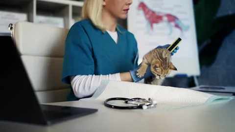 Veterinarian checking kitten microchip for owner identification in vet clinic Stock Footage 326294925