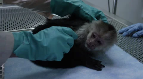 Veterinarian checking on a monkey at veterinary clinic Vídeo Stock 67555391