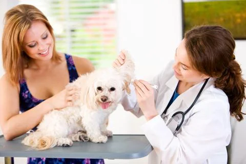 Veterinarian: Checking Peekapoo Ears Stock Photos