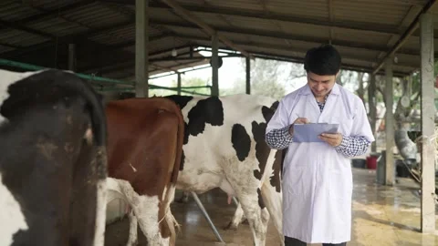 The veterinarian checks the health of the cows in the cowshed. Stock Footage