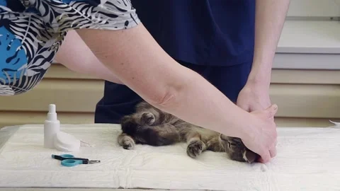 Veterinarian combs a gray stray kitten, provides him with first aid, gets rid of Stock Footage 280309274