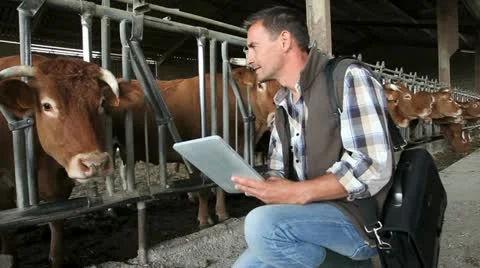 Veterinarian in cow barn using digital tablet Stock-Footage 14833810