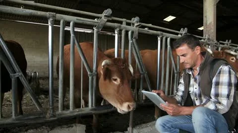 Veterinarian in cow barn using digital tablet Stock-Footage 14833814