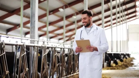 Veterinarian with cows in cowshed on dairy farm Stock Footage
