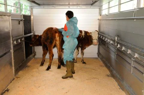 Veterinarian with cows in cowshed Stock Photos