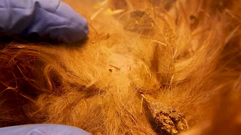 Veterinarian Detects Fleas on Stray Dog, Veterinary Medicine, Animal Health. vet Stock Footage 324024341