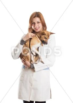 Veterinarian diagnoses the puppy Stock Photos