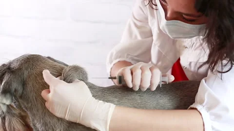 The veterinarian does the vaccination Stock Footage 154039905