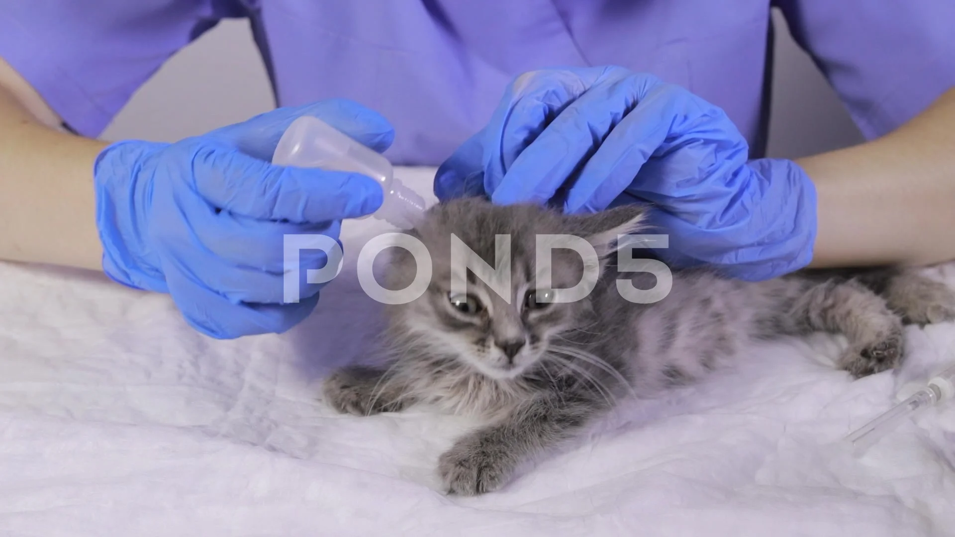 The veterinarian drips into the ear of the kitten medicine for otitis media  or