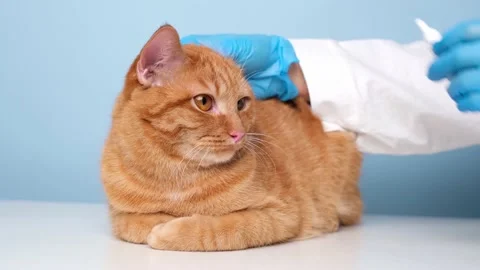 Veterinarian drops drops into the ears of a red cat on a blue background. Stock Footage 238508984
