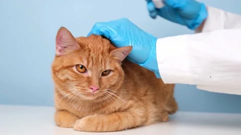 A veterinarian drops drops into the ears of red cat on a blue background. Stock Footage 238508991