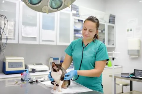 Veterinarian examines a cat of a disabled Cornish Rex breed in a veterinary c Stock Photos