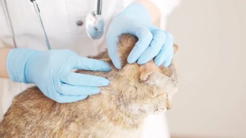 Veterinarian examines a cat for fleas. Stock Footage 146689293