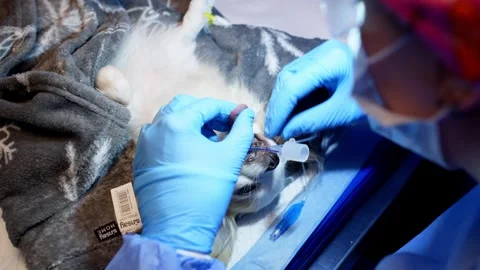 Veterinarian examines the volume of work while the animal is under anesthesia. Stock Footage 276178365