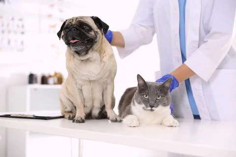 Veterinarian examining cute pug dog and cat in clinic, closeup. Vaccination d Stock Photos