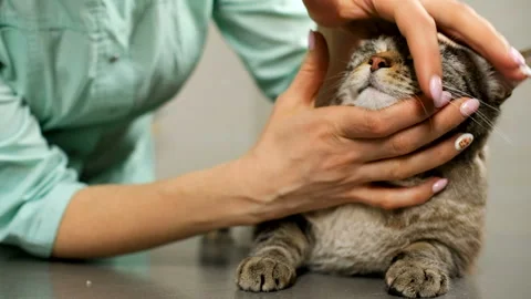 Veterinarian eximining cat's teeth Stock Footage 106803857