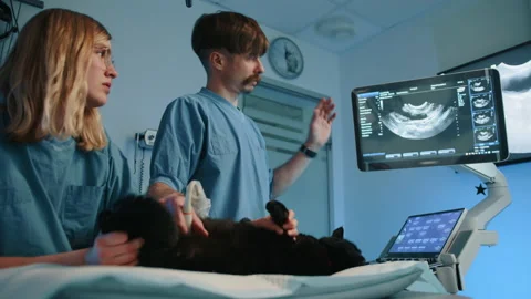 A veterinarian explaining something to the nurse as he is pointing his finger to Stock Footage 236456683