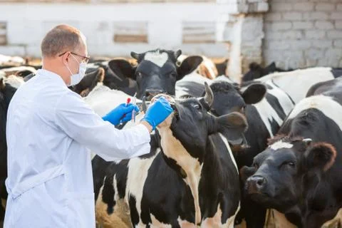Veterinarian at  farm cattle Stock Photos