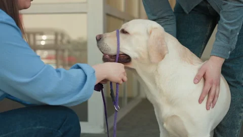 Veterinarian fitting labrador muzzle, clinic professional attaching muzzle to Stock Footage 323323556