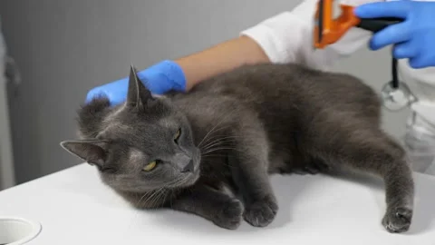 Veterinarian in gloves combing an aggressive gray cat with a brush Stock Footage 160655508