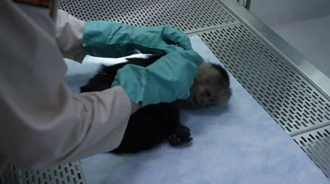 Veterinarian with gloves examining a monkey on table at veterinary clinic Stock Footage 67555374