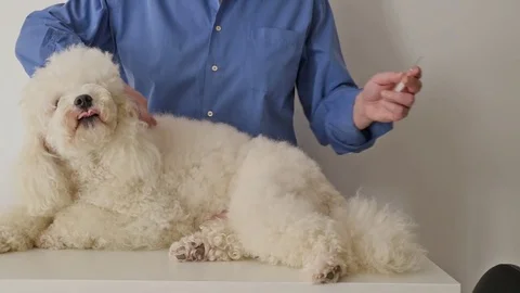 Veterinarian injects Stock Footage 72607524