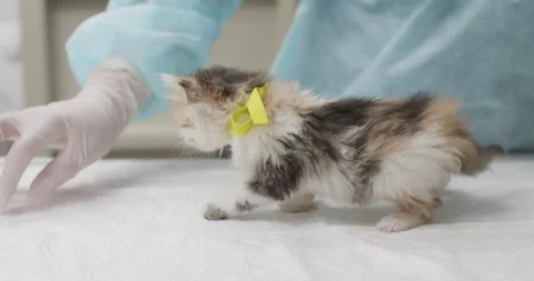 A veterinarian in a lab coat examines a tiny kitten with a yellow ribbon. The Stock Footage 326008001