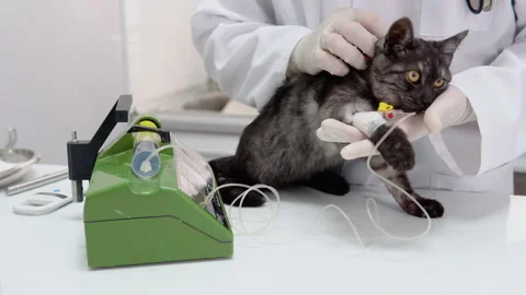 The veterinarian makes injection to cat using medical dropper Stock Footage 209784512