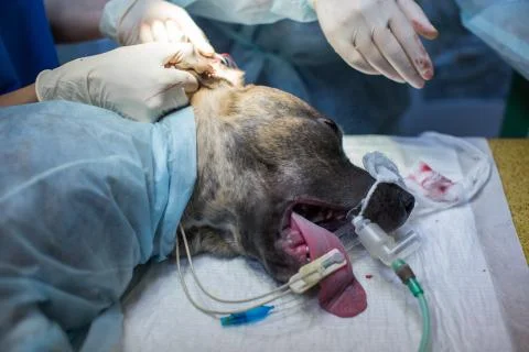 Veterinarian makes surgery the dog. circumcision of the ears. the surgeon cuts Stock Photos