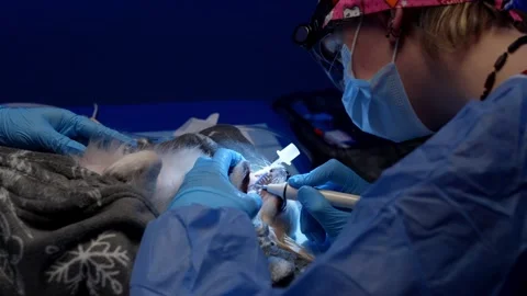 A veterinarian is operating on a dog in the operating room. Stock Footage 263246787