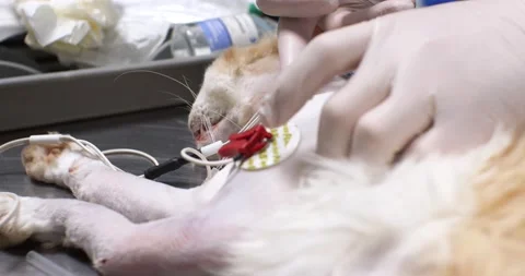 A veterinarian performs nerve bundle anesthesia with an electrical pacemaker on Stock Footage 238780275