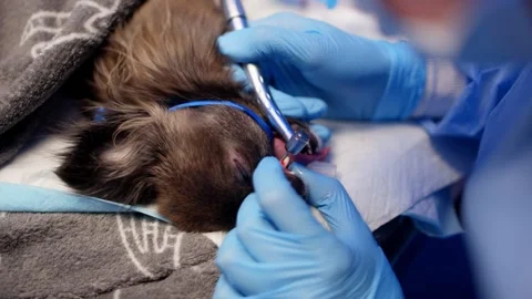 A veterinarian performs an operation on a dog's teeth in a veterinary clinic. Vídeos de archivo 260691699