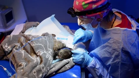 A veterinarian performs an operation to remove teeth from a dog. Stock Footage 263028603