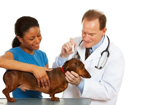 Veterinarian: Stock Photos