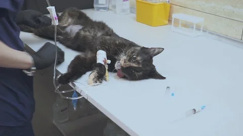 The veterinarian preparing the cat for surgery, puts the drip and introducing Video stock 101662770