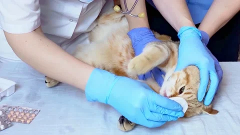Veterinarian processing cat eye Stock Footage 180887511