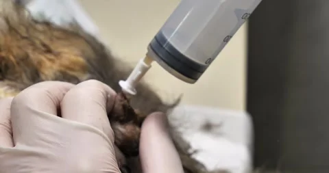 The veterinarian pumps urine from the bladder through a catheter in the cat's Stock Footage 256965719