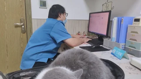 A veterinarian is registering a cat in the computer system Stock Footage 309202785