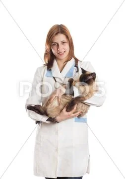 Veterinarian with a siamese cat Stock Photos