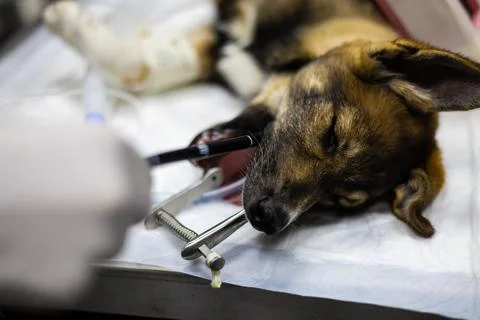 The veterinarian slowly inserts a flexible probe into the anesthetized dog's Stock Photos