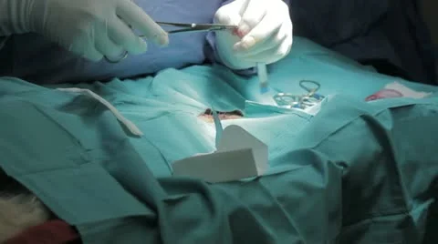 Veterinarian stitching dog 2 Stock Footage 21455771