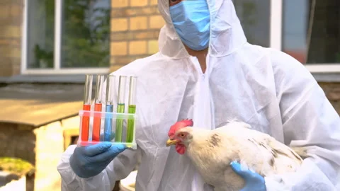 A veterinarian takes a sample from a chicken. Selective focus. Stock Footage 284738612