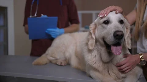 Veterinarian taking notes about retriever patient Stock Footage 92048710