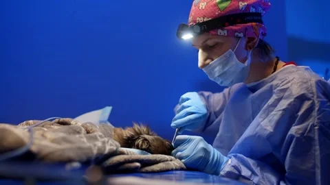 Veterinarian tries to remove the tooth with micro movements of the instrument Stock Footage 266129114