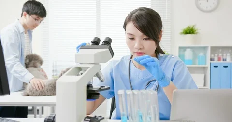 Veterinarian use microscope Stock Footage 115501666