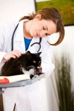 Veterinarian: Vet Checking Cat For Problems Stock Photos